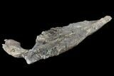 Fossil Hadrosaur (Edmontosaur) Jaw Section - North Dakota #117954-4